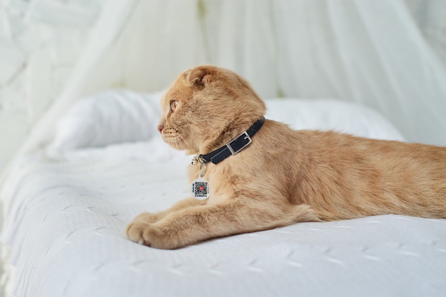 Waudog Glamour Leather Cat Collar w/ QR Tag - Black - 22 to 30 cm