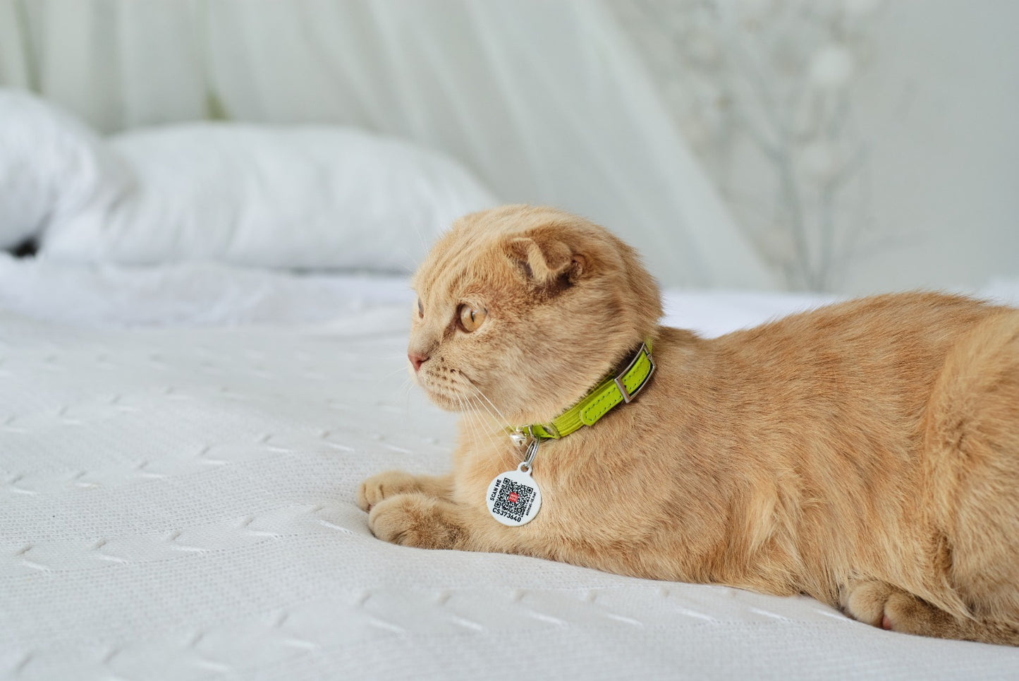 Waudog Glamour Leather Cat Collar w/ QR Tag - Green - 22 to 30 cm
