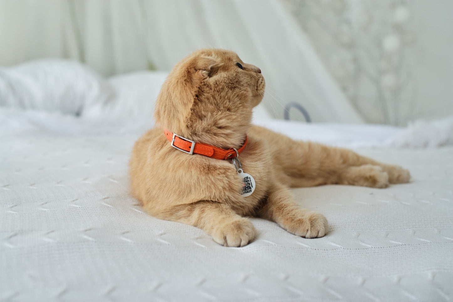 Waudog Glamour Leather Cat Collar w/ QR Tag - Orange - 22 to 30 cm