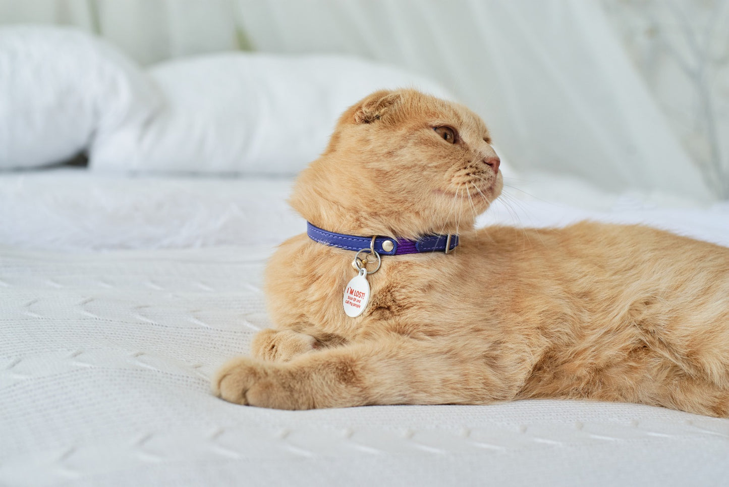 Waudog Glamour Leather Cat Collar w/ QR Tag - Purple - 17 to 20 cm