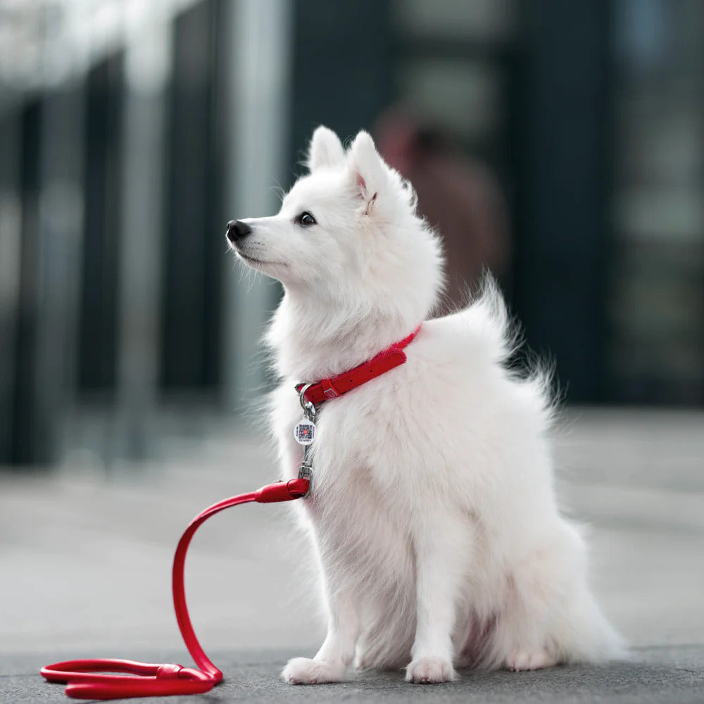 Waudog Glamour Leather Dog Collar w/ QR Tag - XS - Red