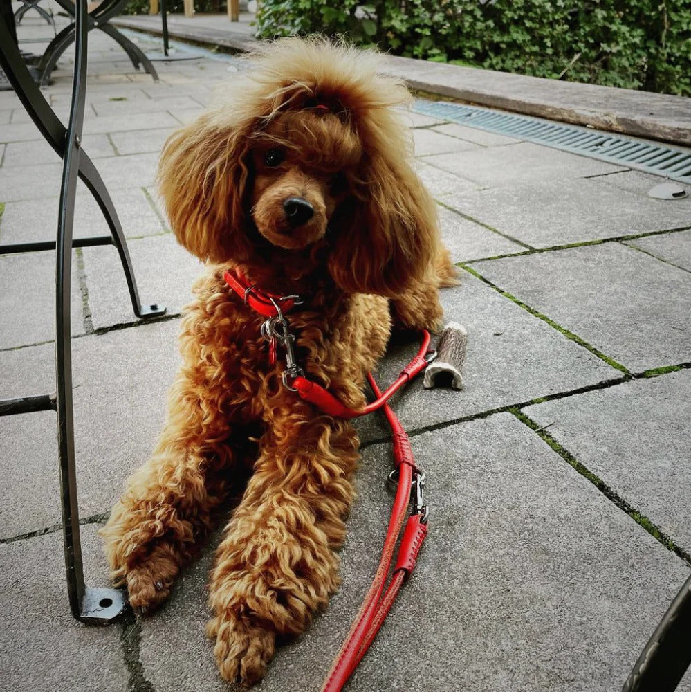 Waudog Glamour Leather Dog Leash - L - Red