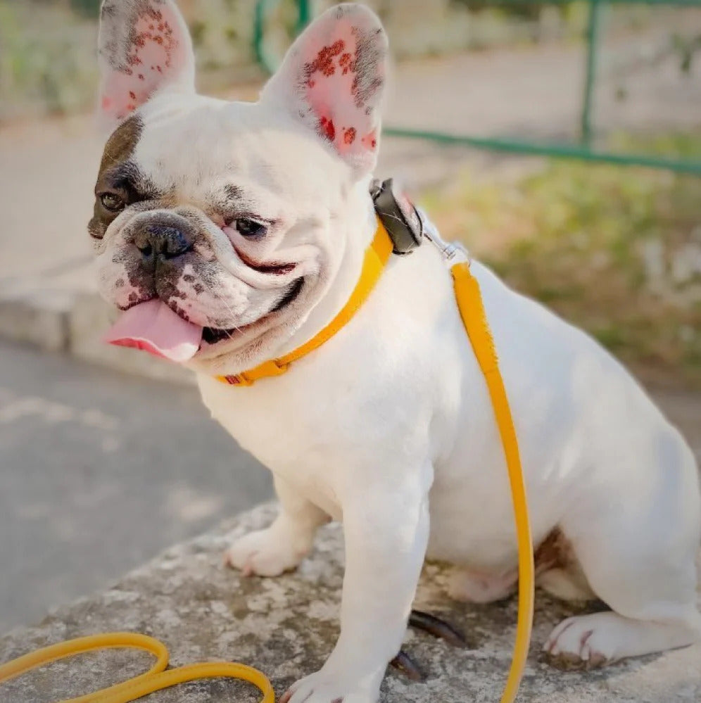 Waudog Glamour Leather Dog Leash - M - Yellow