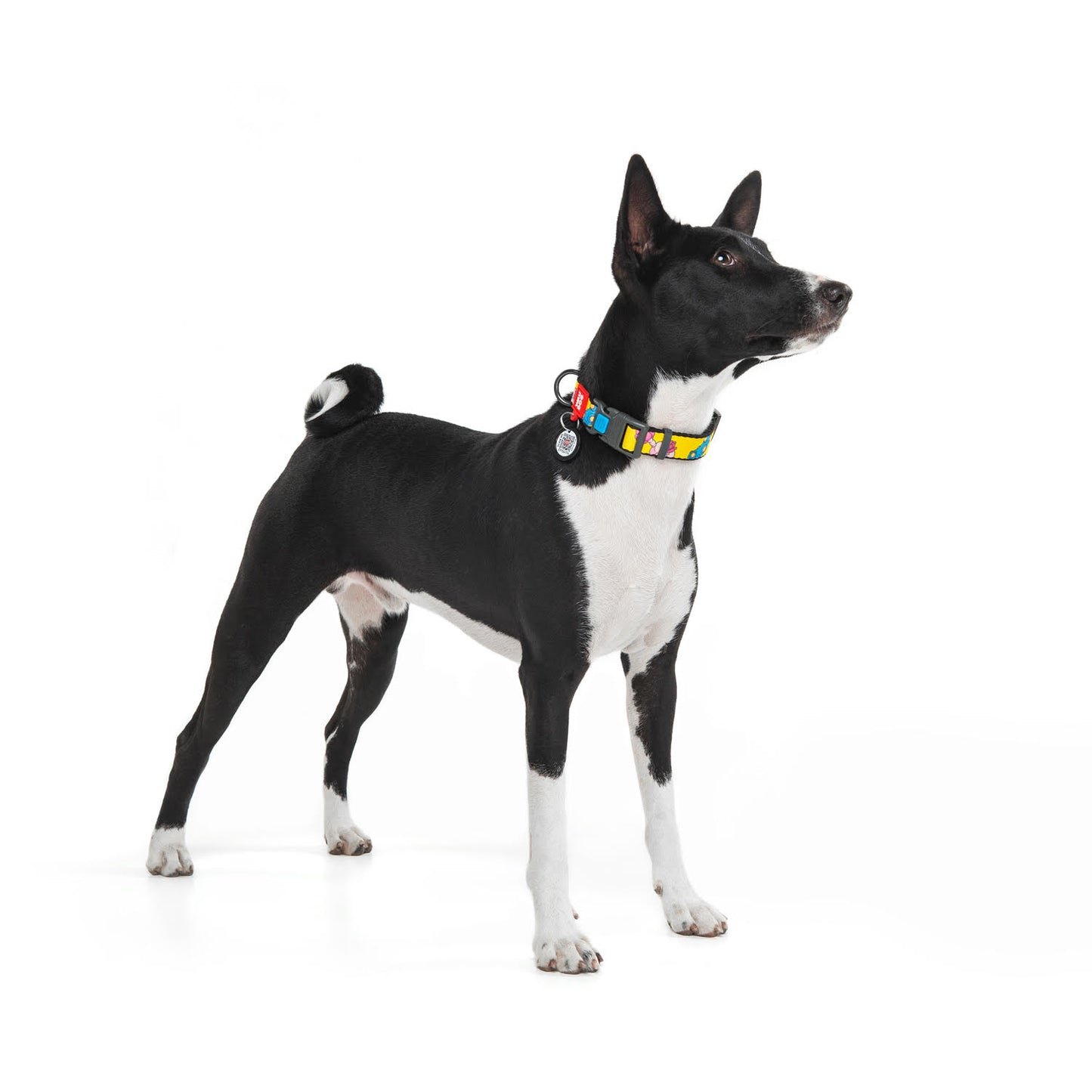 Waudog Nylon Dog Collar with QR Tag - Rick and Morty 1 - Plastic Buckle - L
