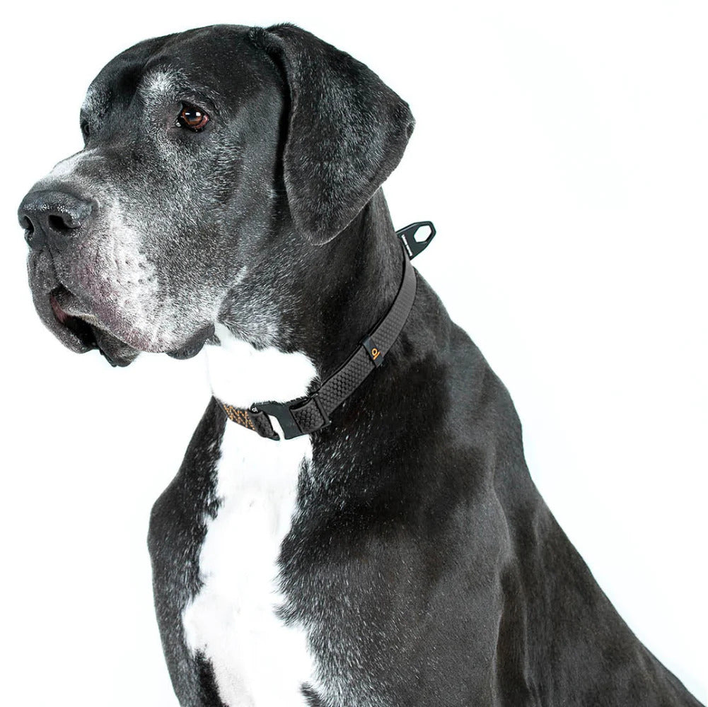 Evolutor Dog Collar - One Size