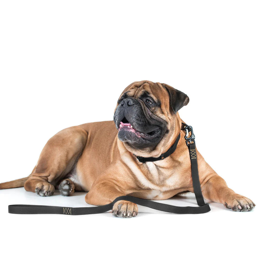 Evolutor Dog Leash - One Size