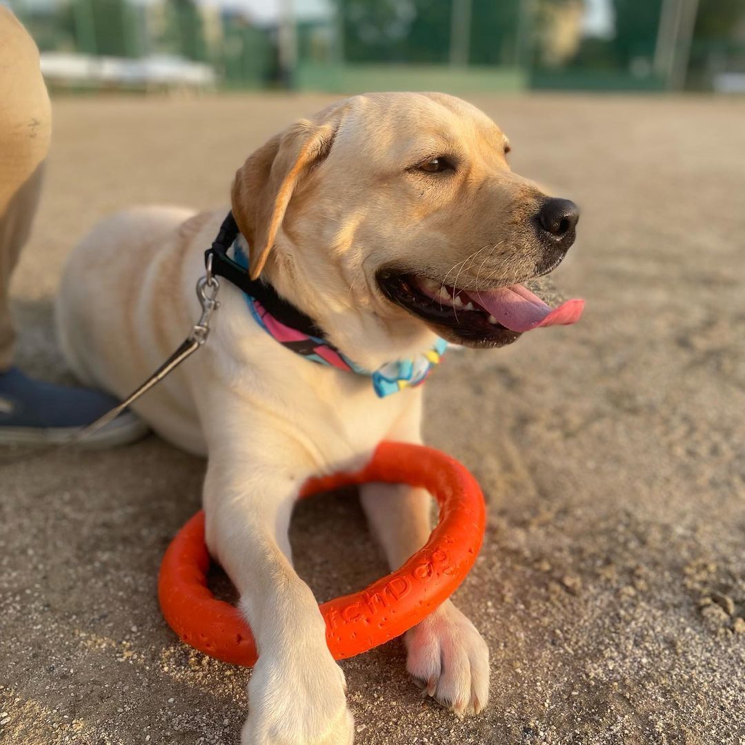 PitchDog Fetch Ring 30 Toy - Orange