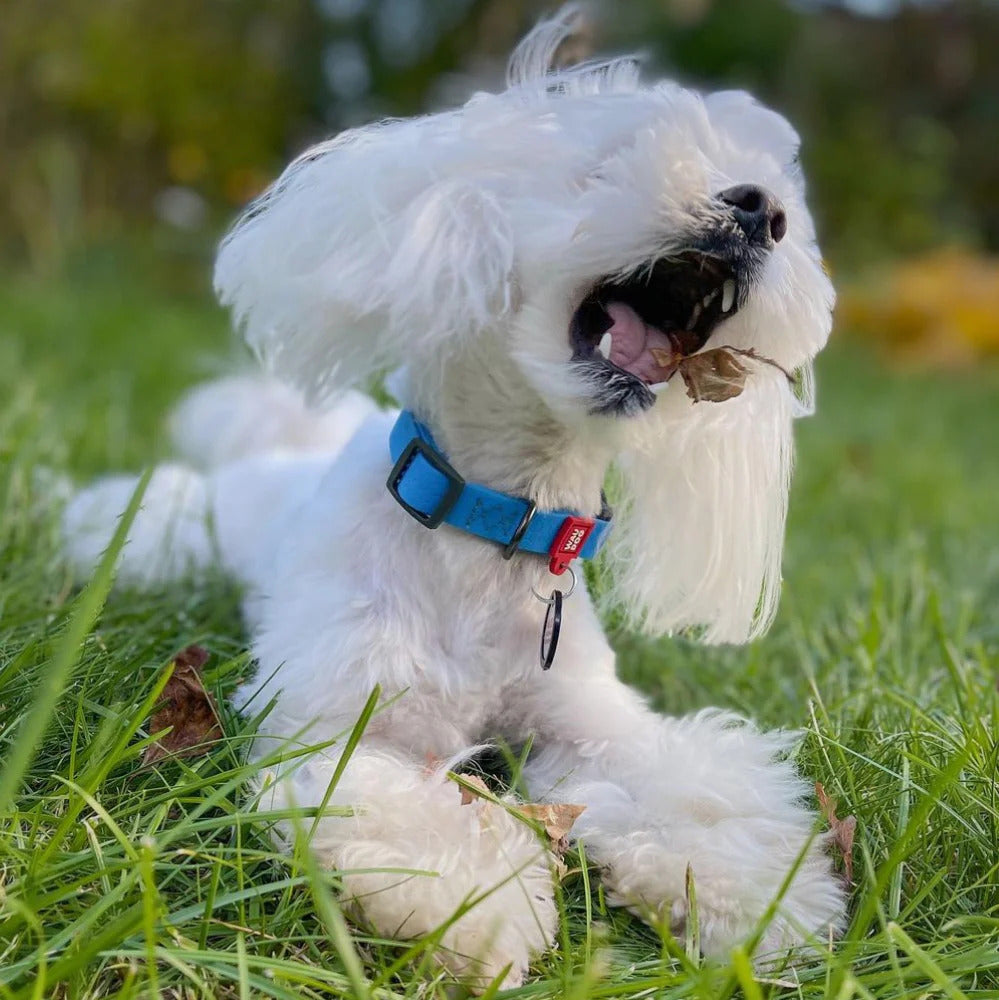 Waudog Waterproof Dog Collar - Plastic Buckle - XL - Blue