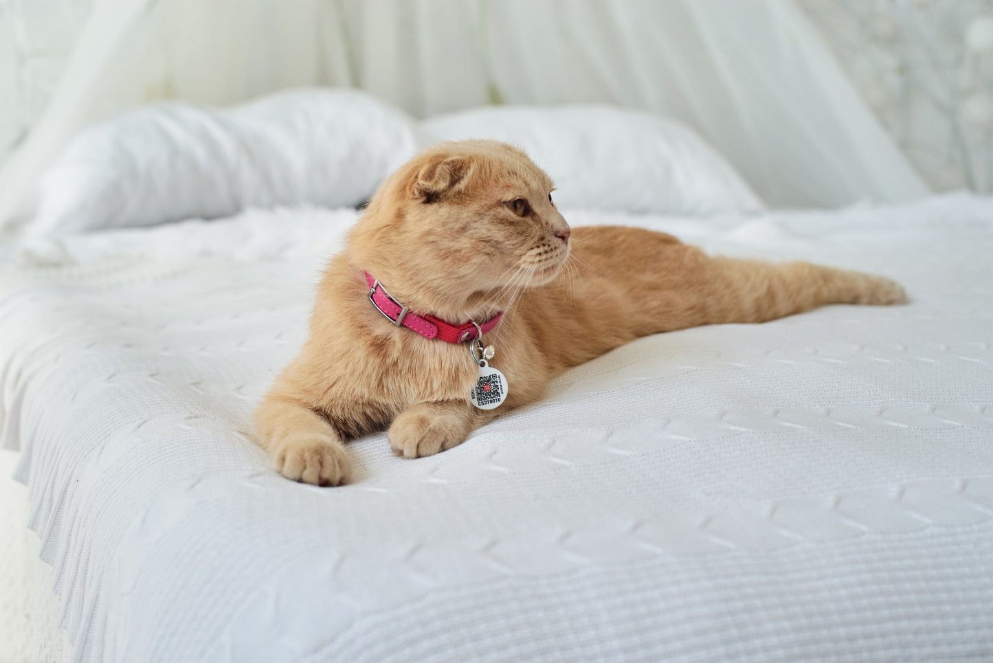 Waudog Glamour Leather Cat Collar w/ QR Tag - Pink - 22 to 30 cm
