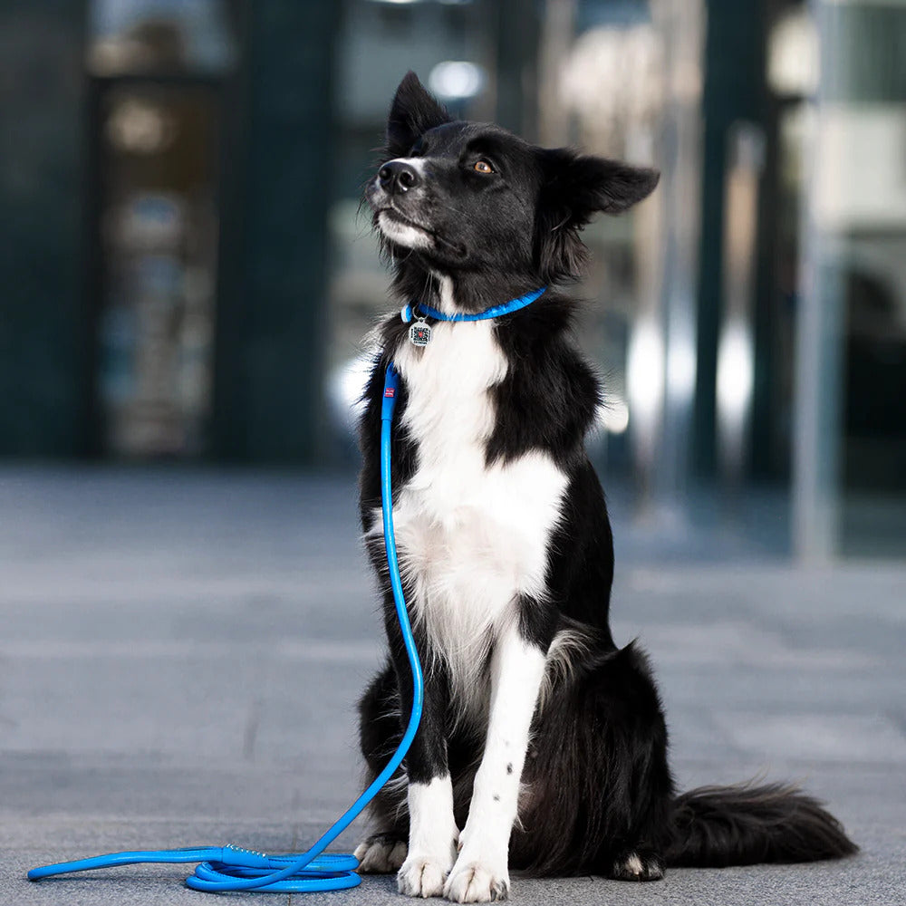 Waudog Glamour Leather Dog Collar w/ QR Tag - L - Blue