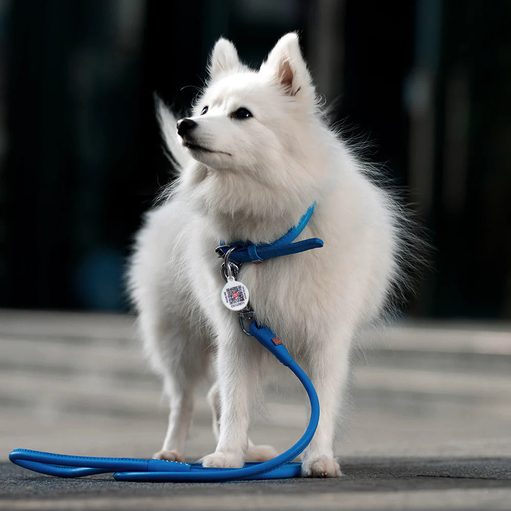 Waudog Glamour Leather Dog Collar w/ QR Tag - S - Blue