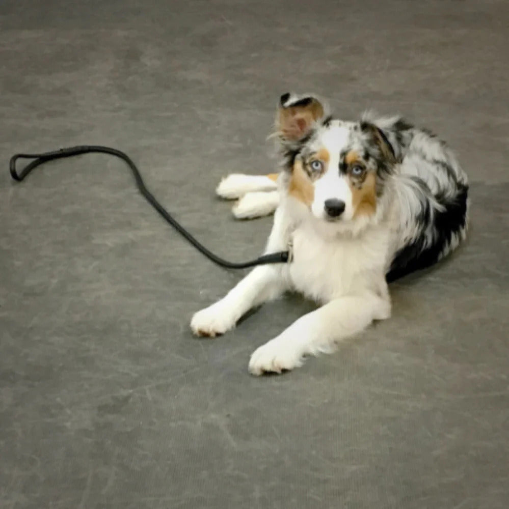 Waudog Glamour Leather Dog Leash - L - Black