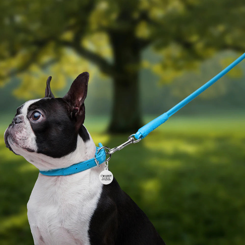 Waudog Glamour Leather Dog Leash - S - Blue