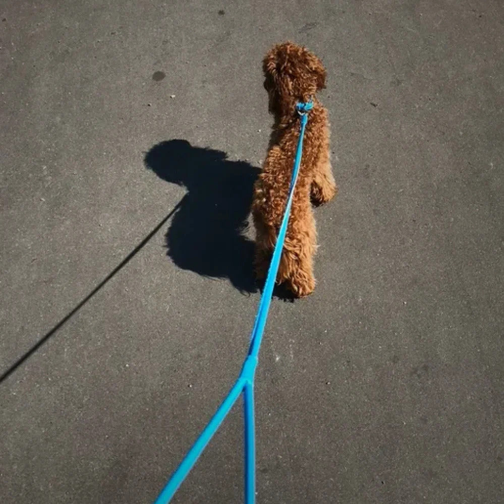 Waudog Glamour Leather Dog Leash - S - Blue
