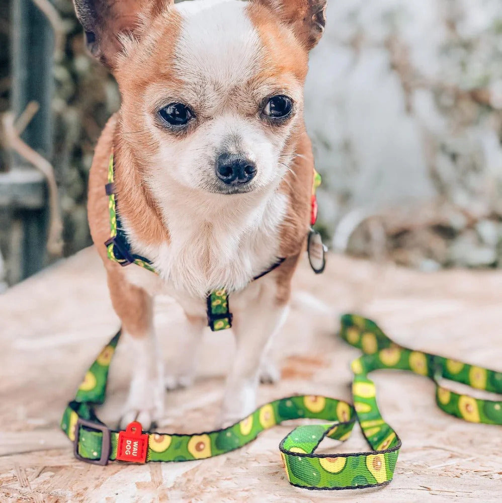 Waudog Nylon Dog Leash - Avocado - S