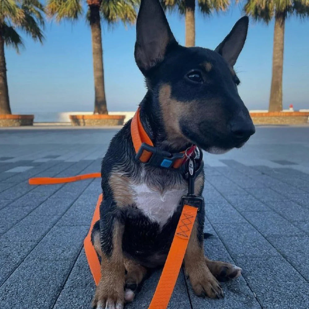 Waudog Waterproof Dog Collar - Plastic Buckle - L - Orange
