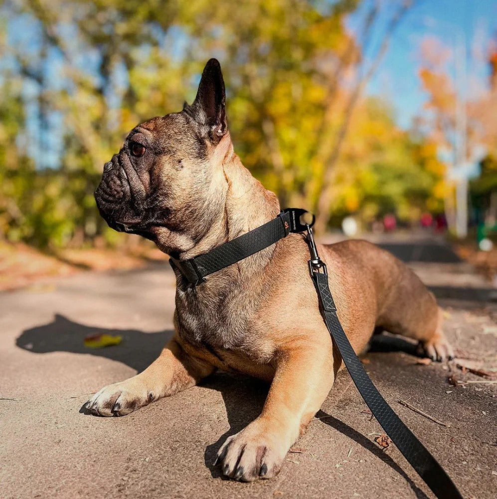 Waudog Waterproof Dog Leash - XXL - Black