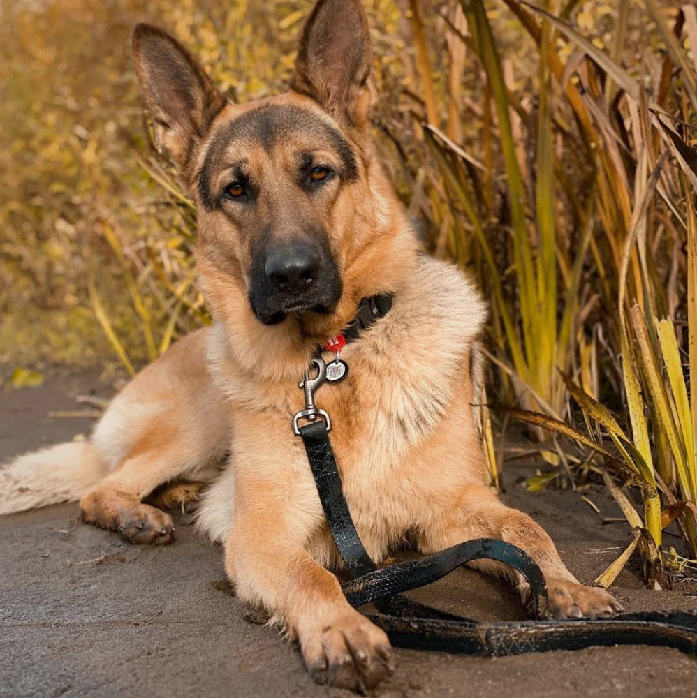 Waudog Waterproof Dog Leash - S - Black