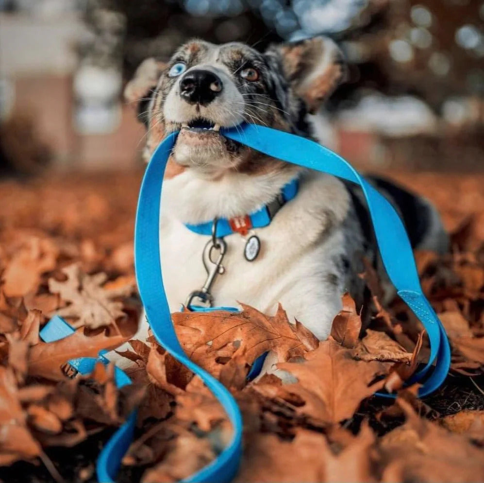 Waudog Waterproof Dog Leash - XXL - Blue