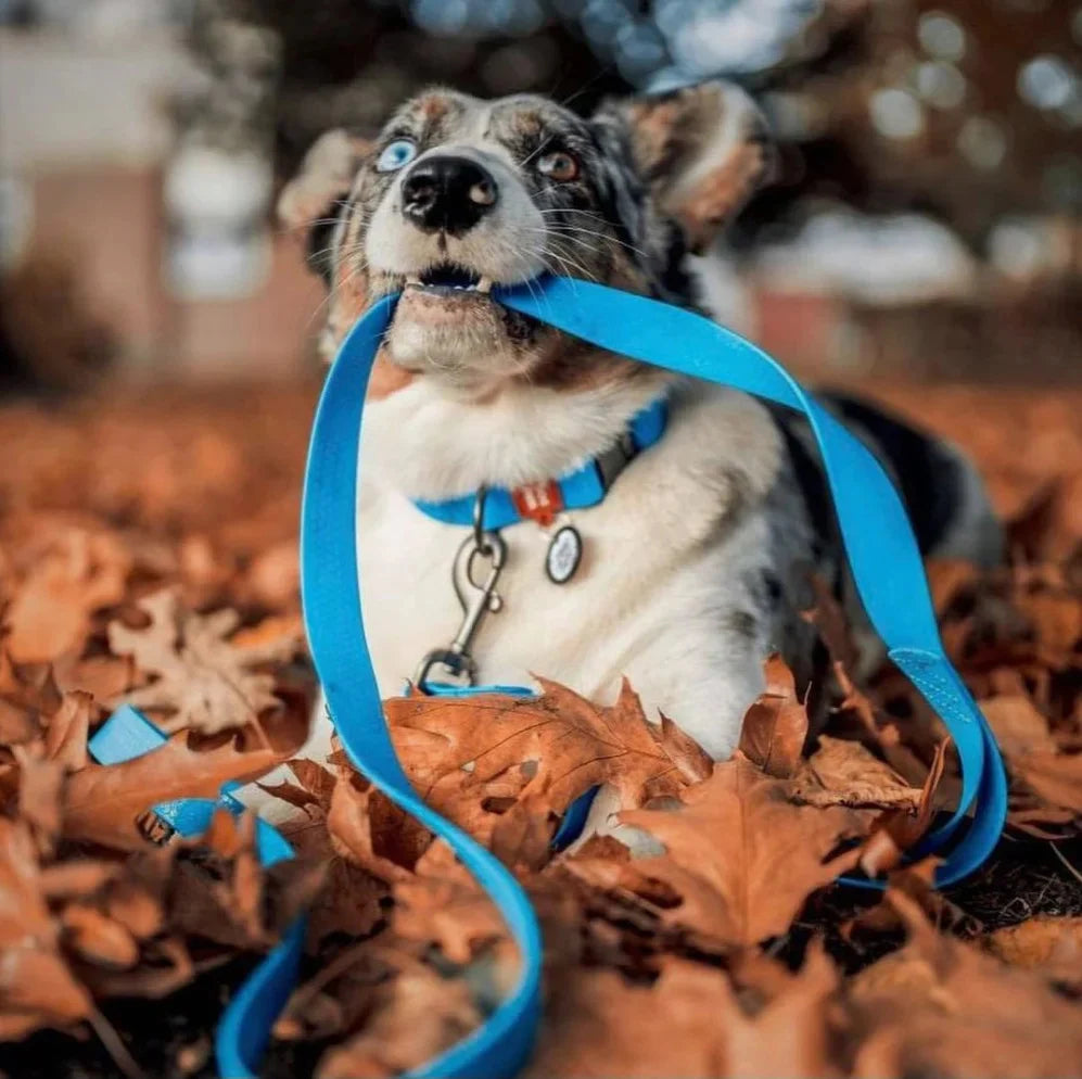 Waudog Waterproof Dog Leash - M - Blue
