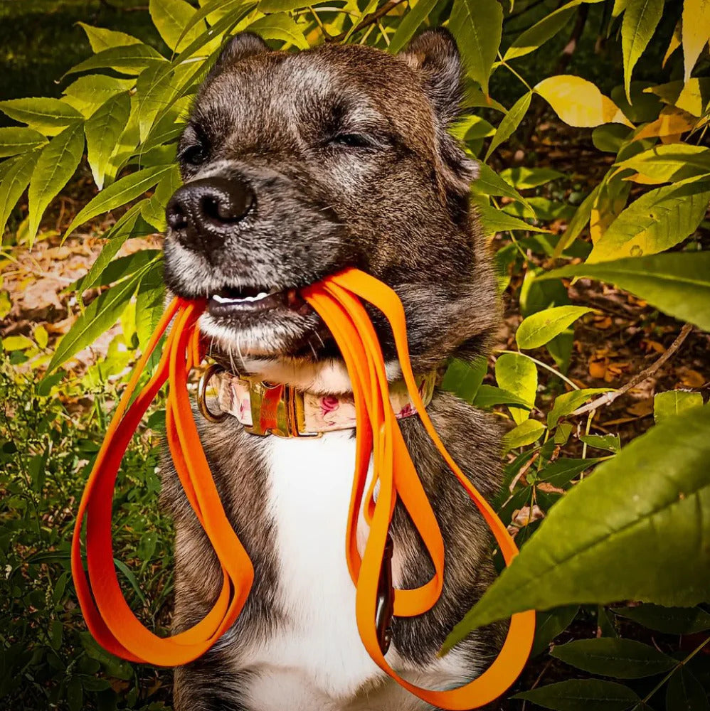 Waudog Waterproof Dog Leash - S - Orange