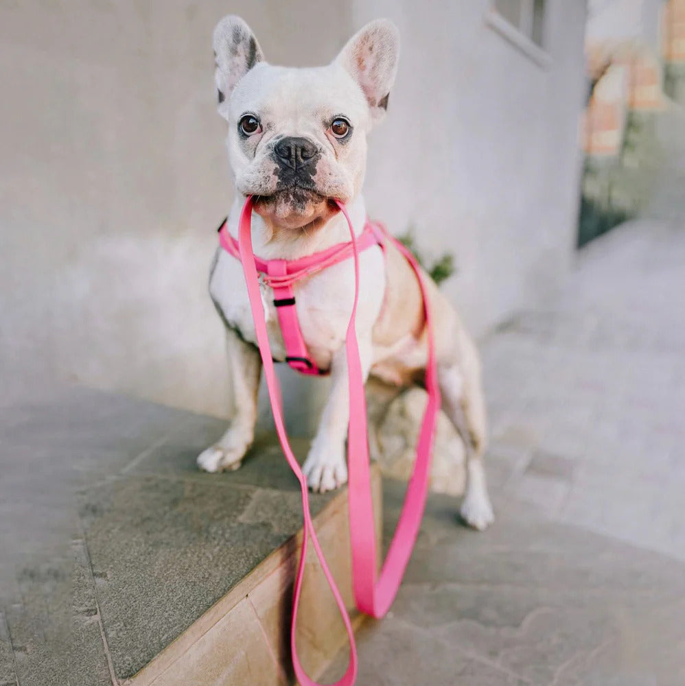 Waudog Waterproof Dog Leash - S - Pink