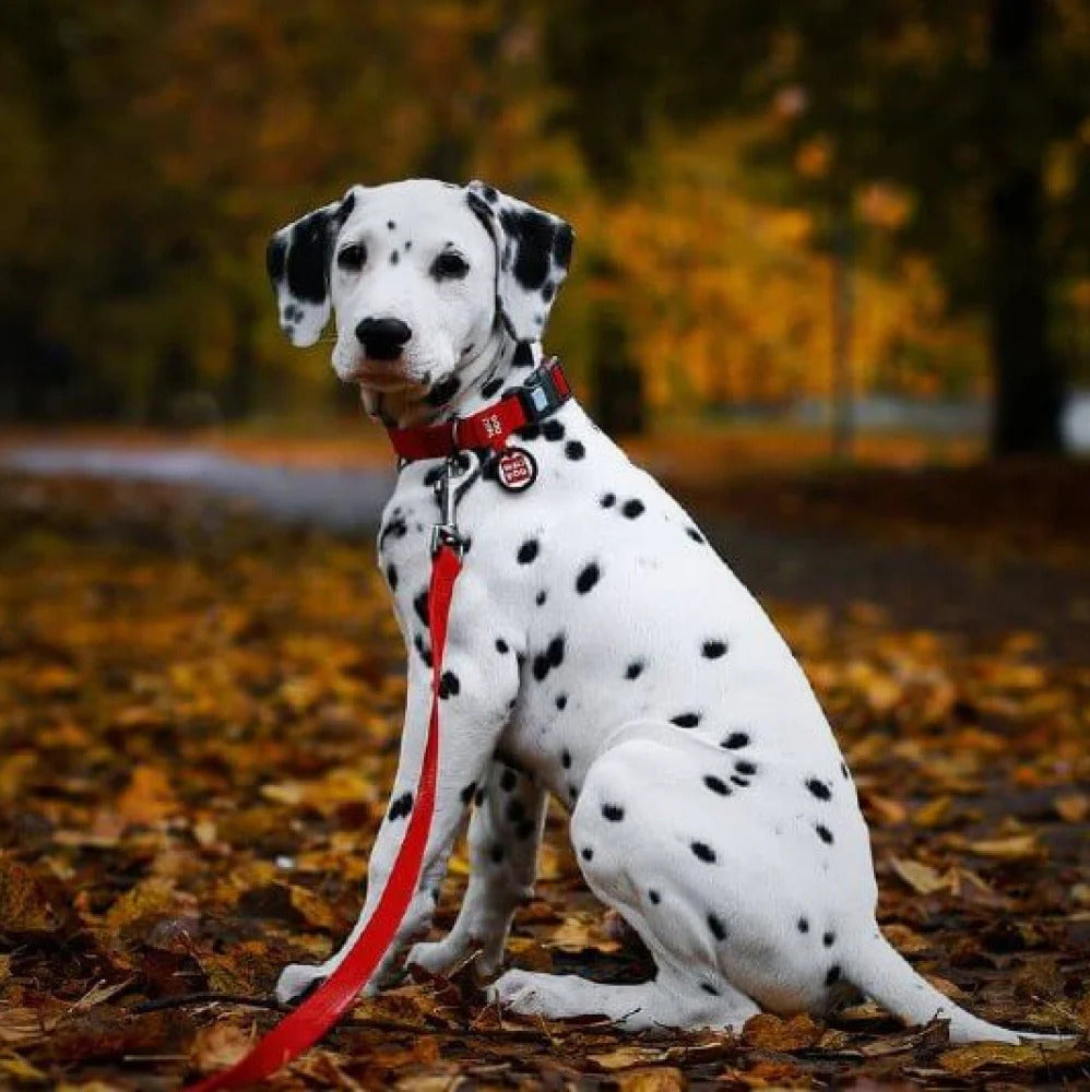 Waudog Waterproof Dog Leash - XXL - Red