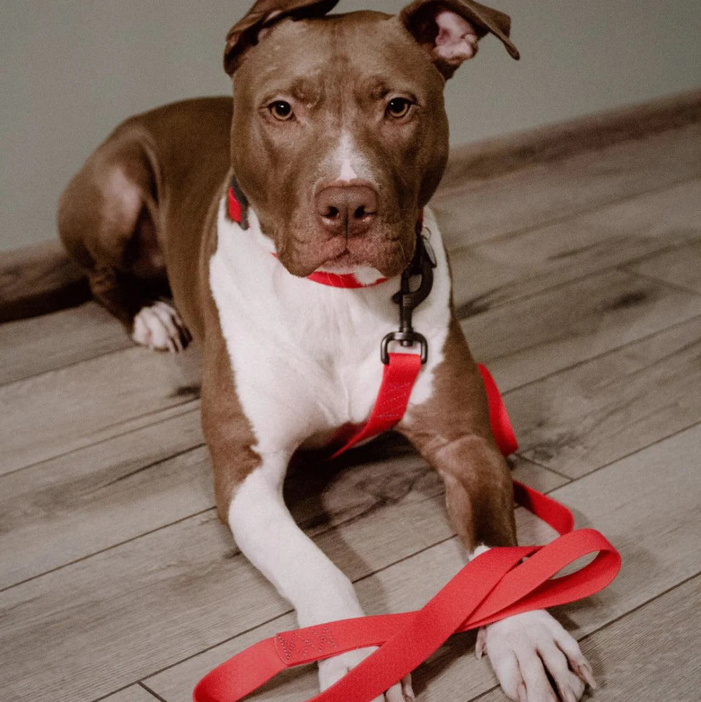 Waudog Waterproof Dog Leash - S - Red