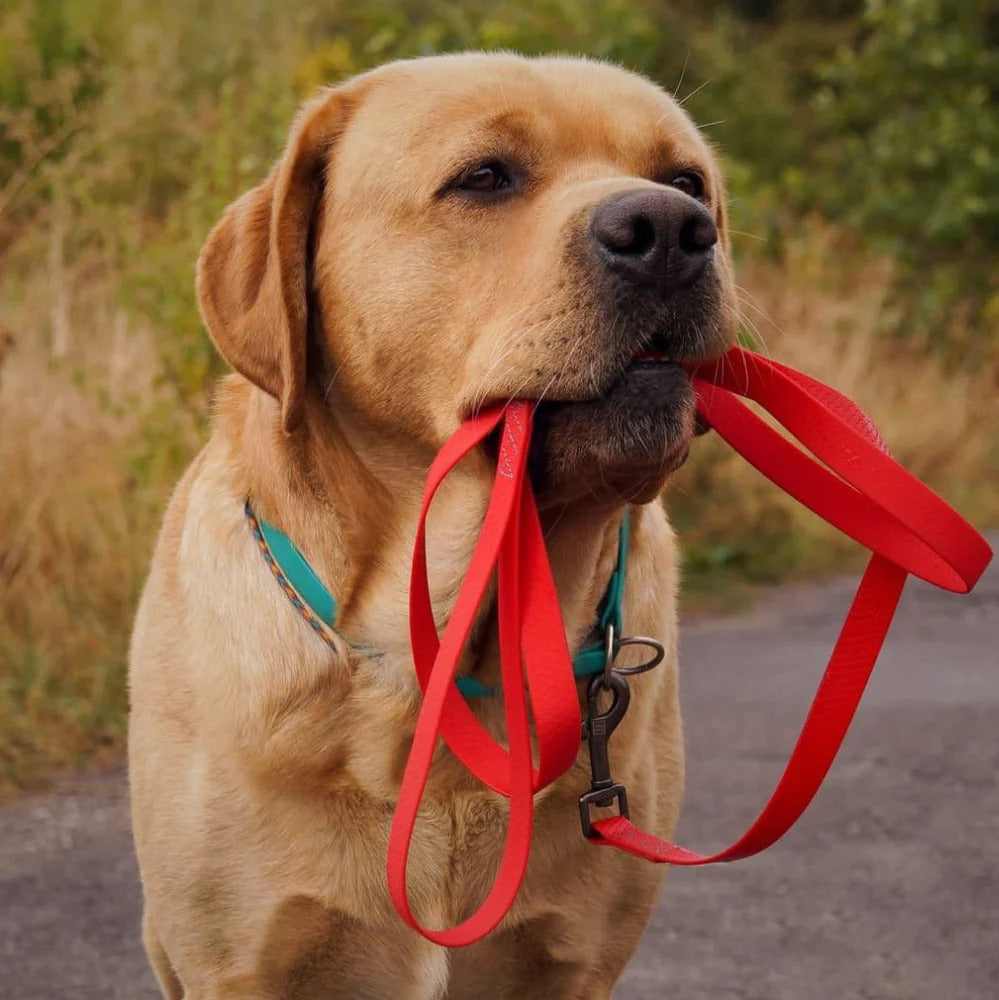 Waudog Waterproof Dog Leash - XXL - Red