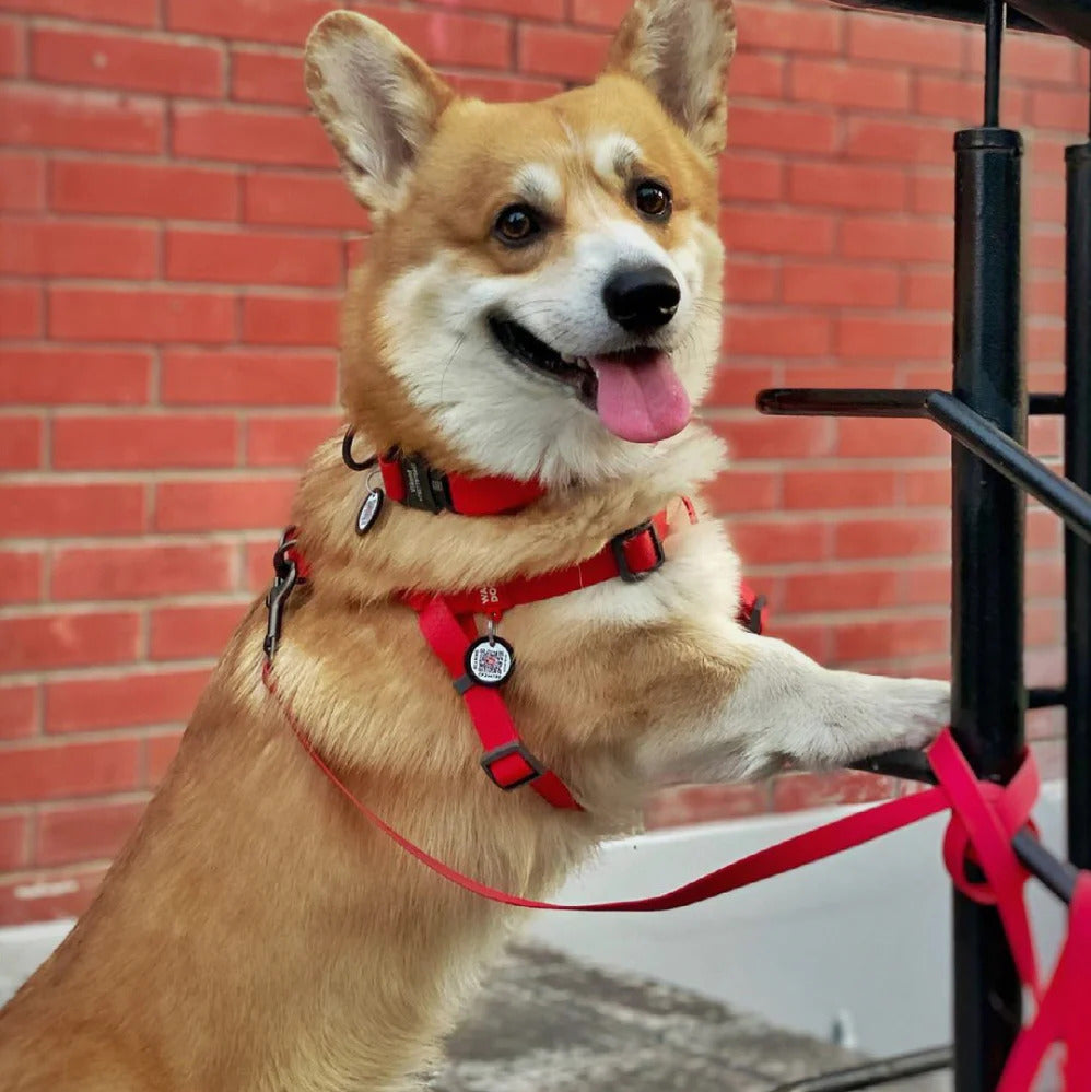 Waudog Waterproof Dog Leash - XXL - Red